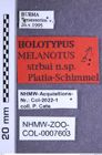 Etikette zu Melanotus strbai (Platia & Schimmel, 2001) (NHMW-ZOO-COL-0007603)